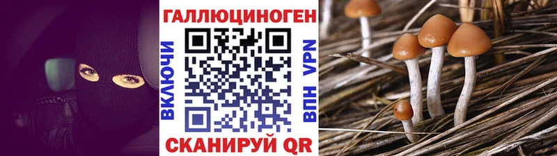 Псилоцибиновые грибы Psilocybe  где купить   Кирсанов 
